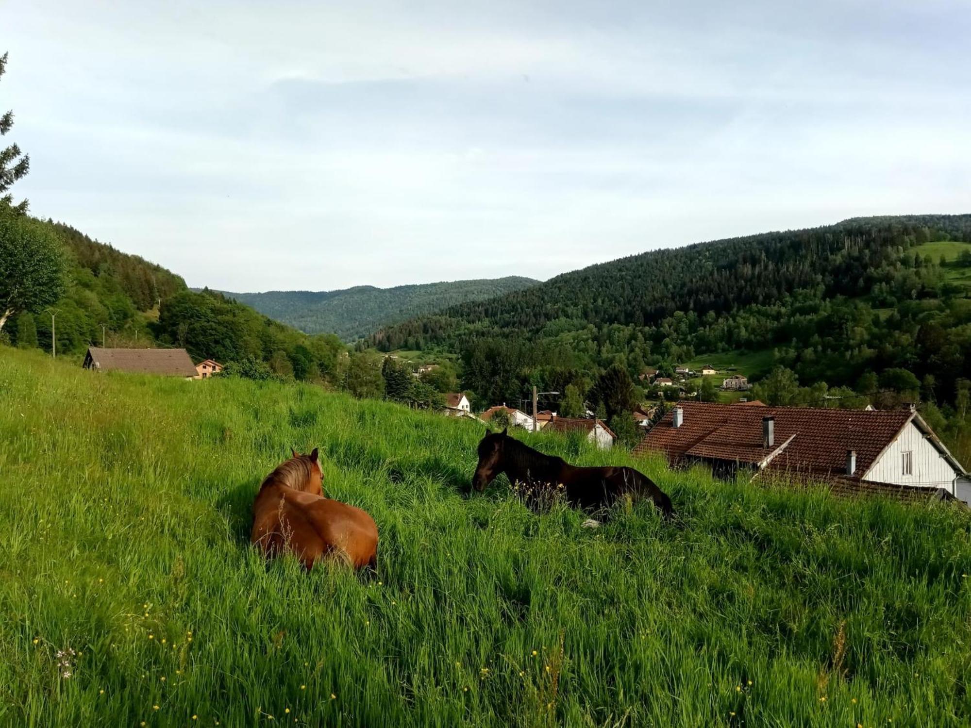 Gite De Famille Dans Les Vosges Saint-Maurice-sur-Moselle Exteriör bild